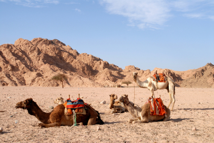 Uitstappen vanuit Hurghada