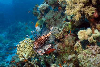 Bezienswaardigheden van Sharm El Sheikh